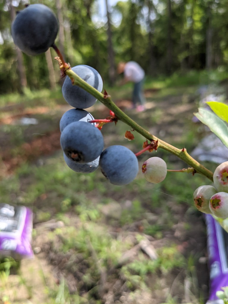 picture of the flowers, eggs, and blueberries available at the farm.